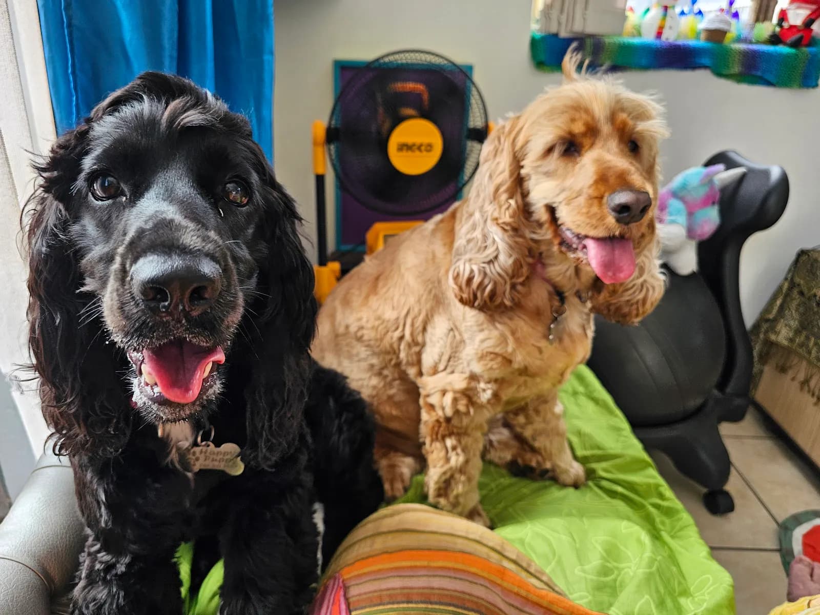 Happy Puppy Pet & House Sitting Service
